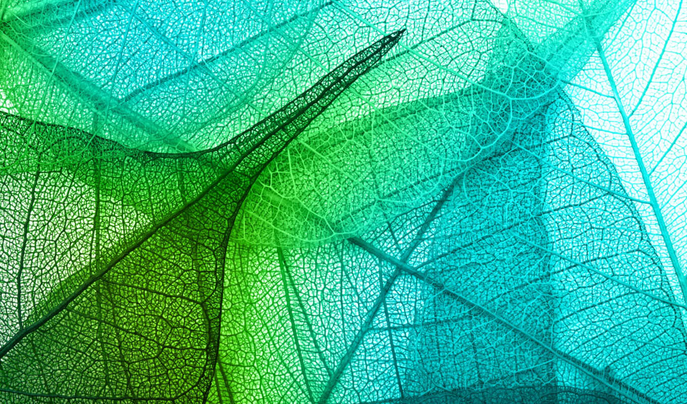 green, leaf, transparent
