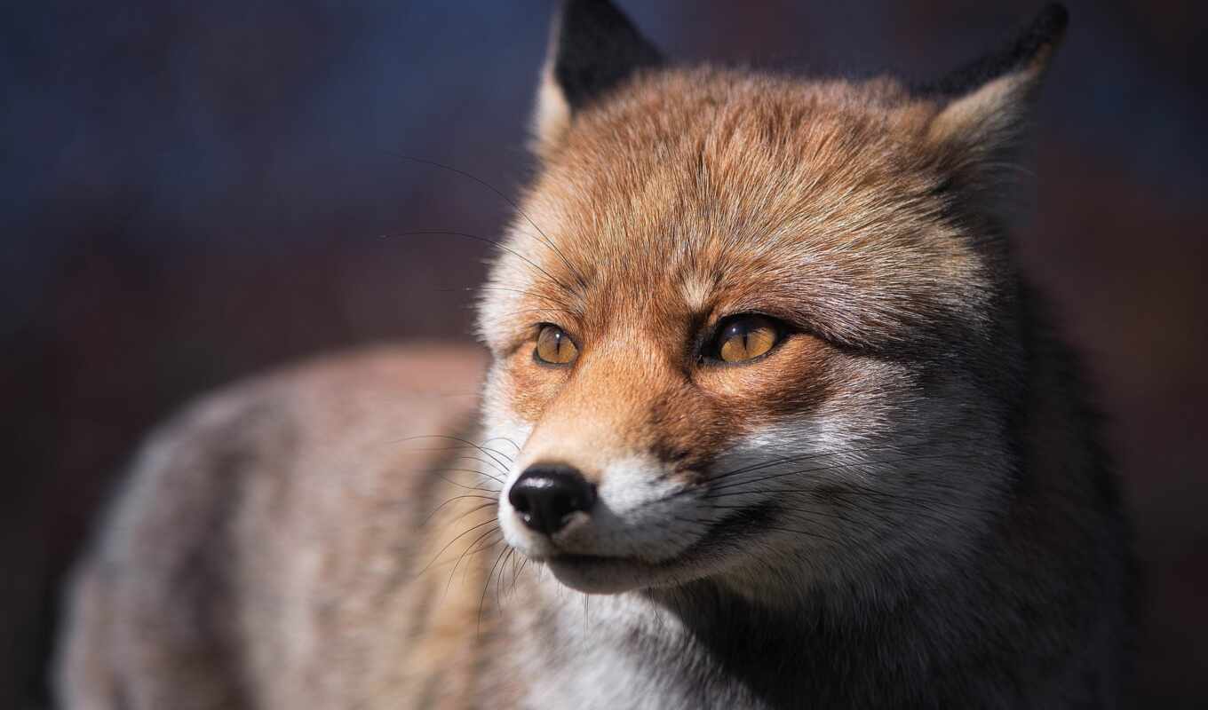 red, eyes, fox, see
