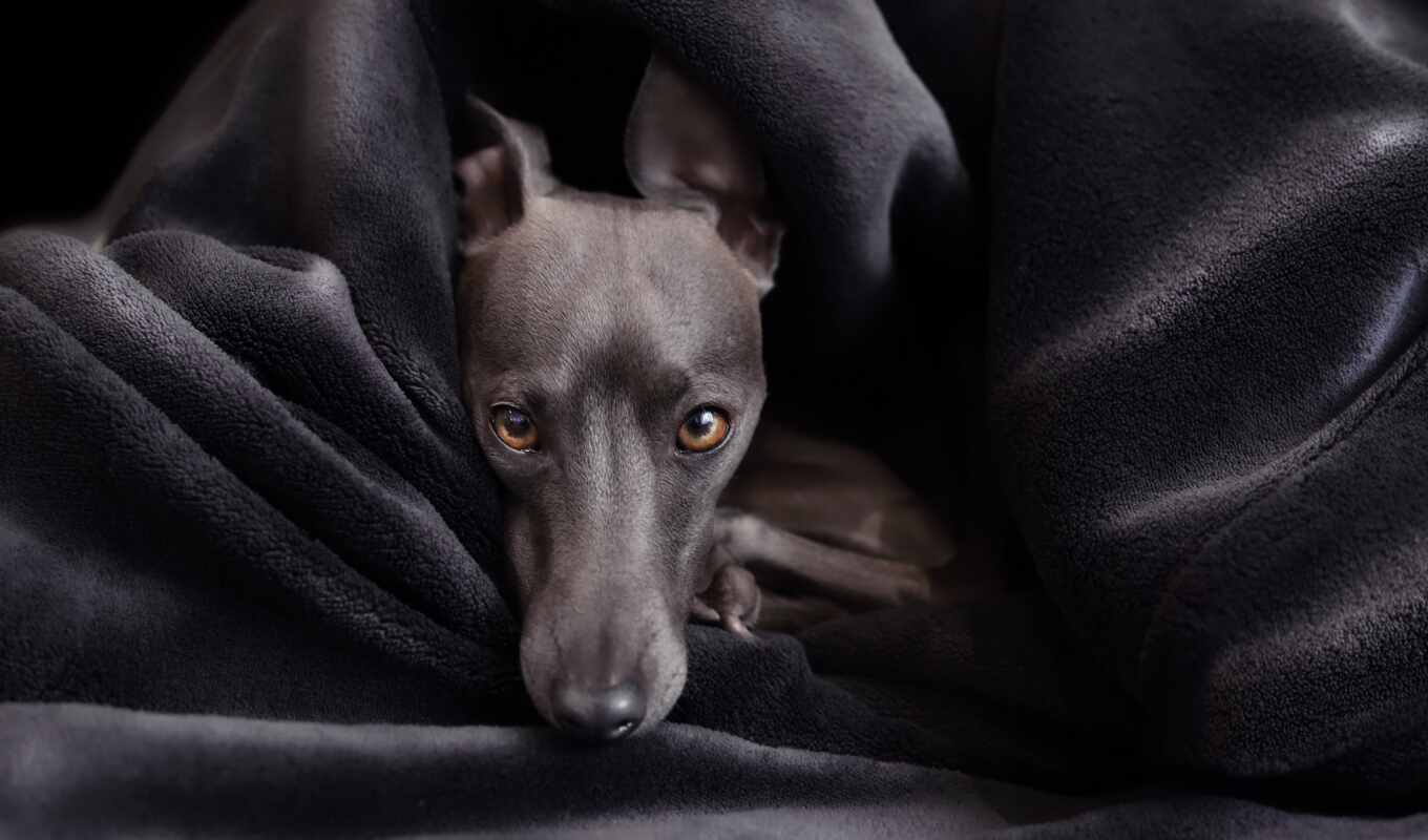 собака, live, italian, щенок, gratis, let, getty, итальянское, pixabay, greyhound