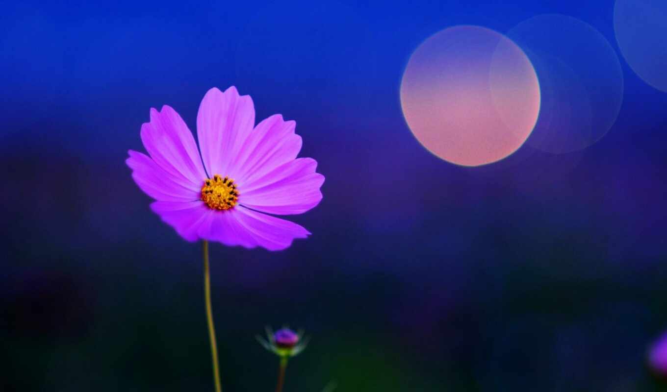 nature, sky, flowers, purple, field, pink, petal, plant, cosmo, daisy, oh