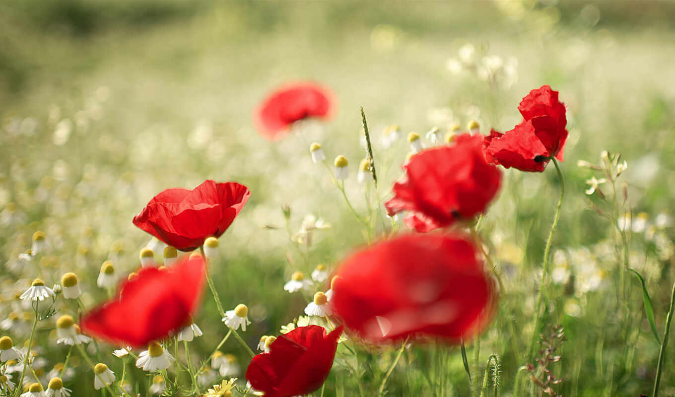 nature, flowers, red, plant, chamomile, poppy