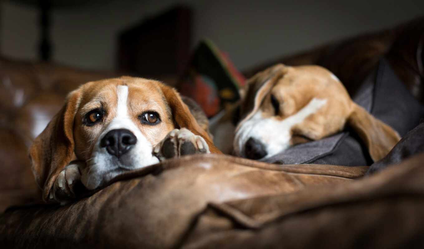 sofa, dogs, breed, beagle, race, they are lying, sleeping