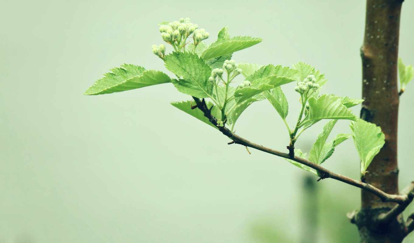 подборка, зелёный, высоком, branch, весна, leaf