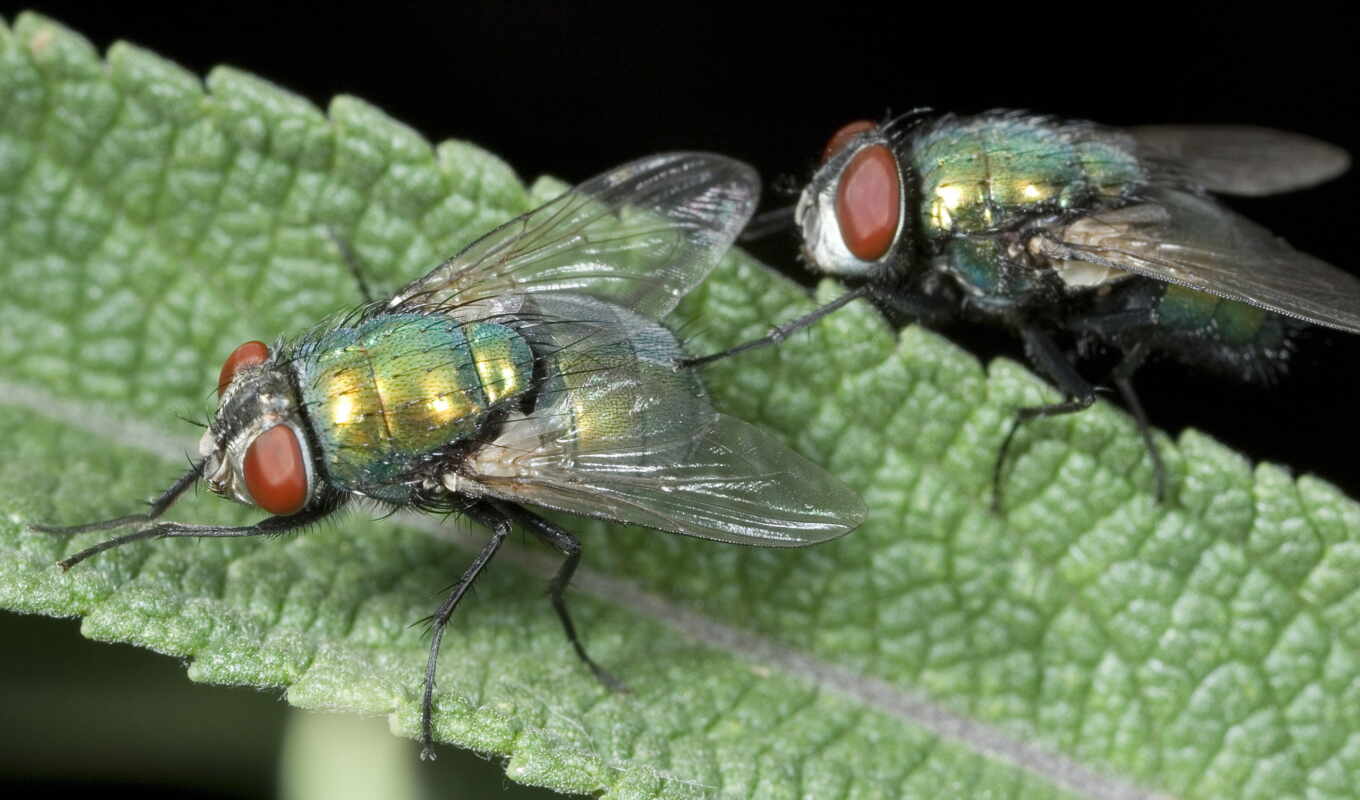 их, she, зеленые, fly, органы, лапки, мухи, мух, чаще, дизентерийная, амеба