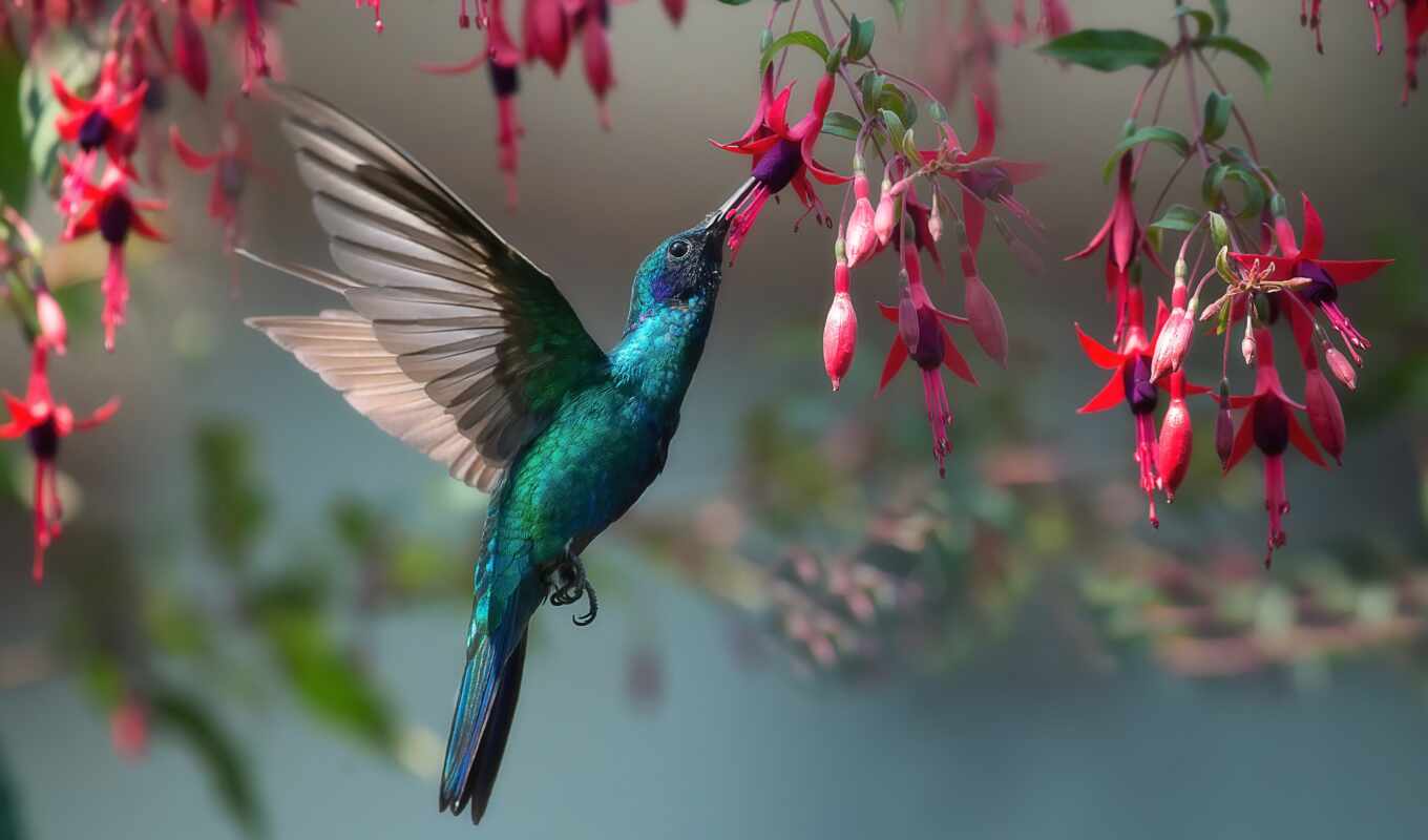 photo, bird, animal, avatar, line, puzzle, hummingbirds, colibri