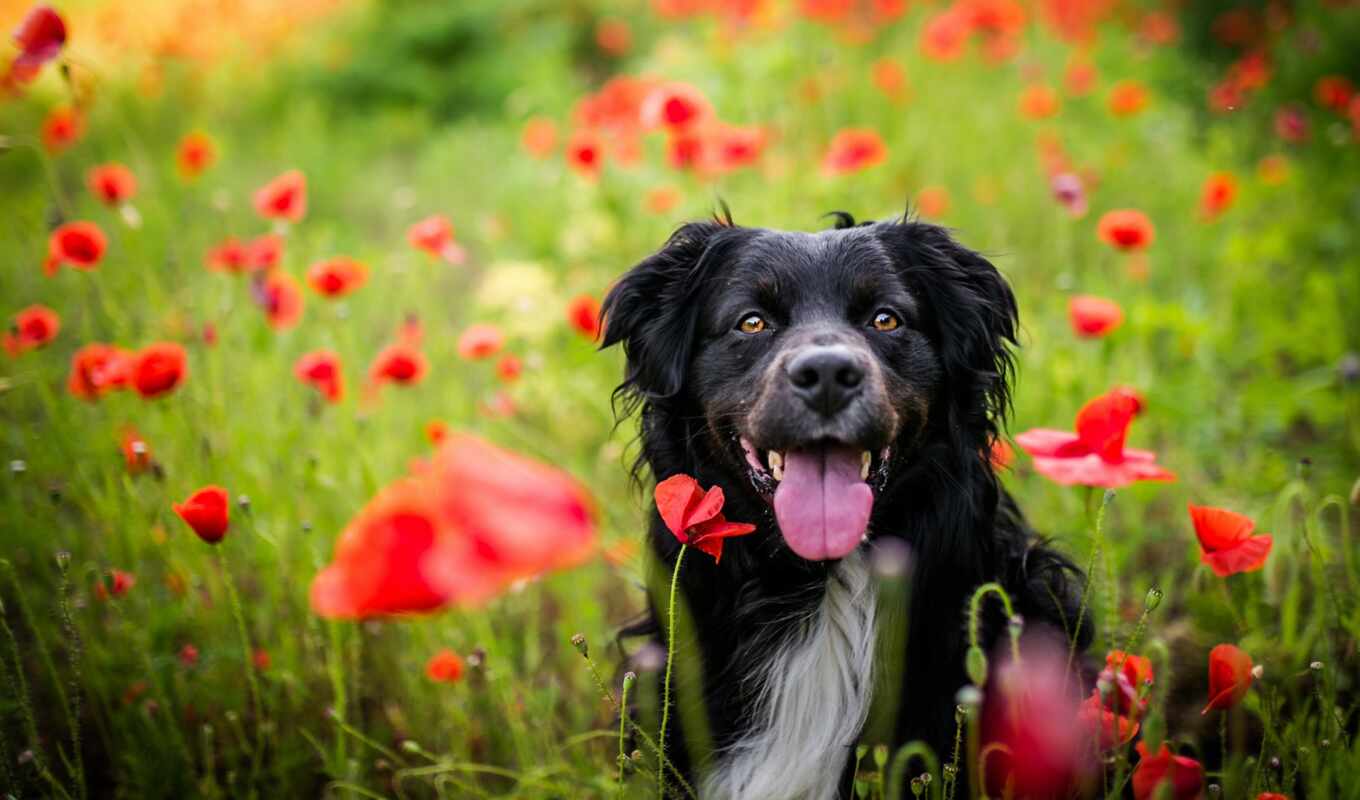цветы, взгляд, summer, red, поле, собака, язык, песик, poppy
