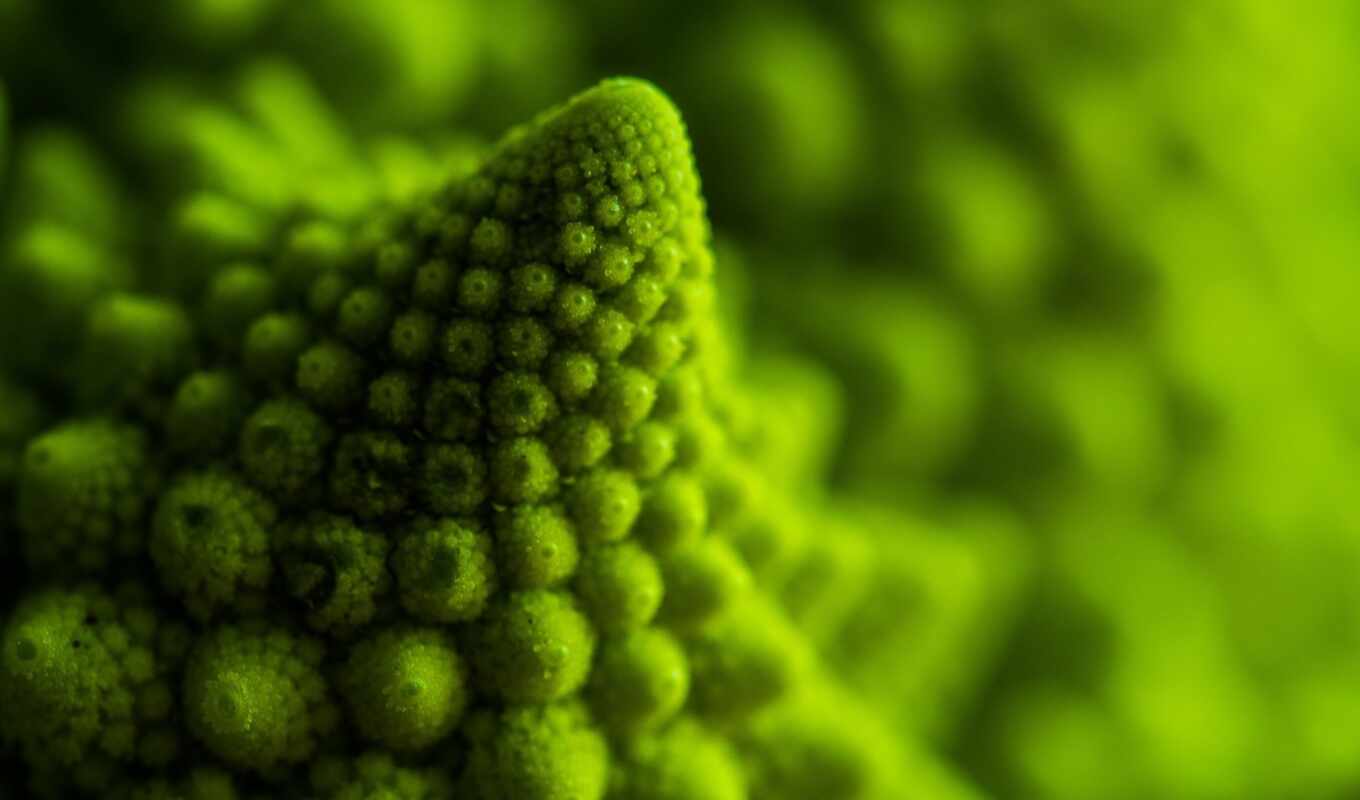 meal, green, field, fractal, broccoli, closeup, depth, Romanesco