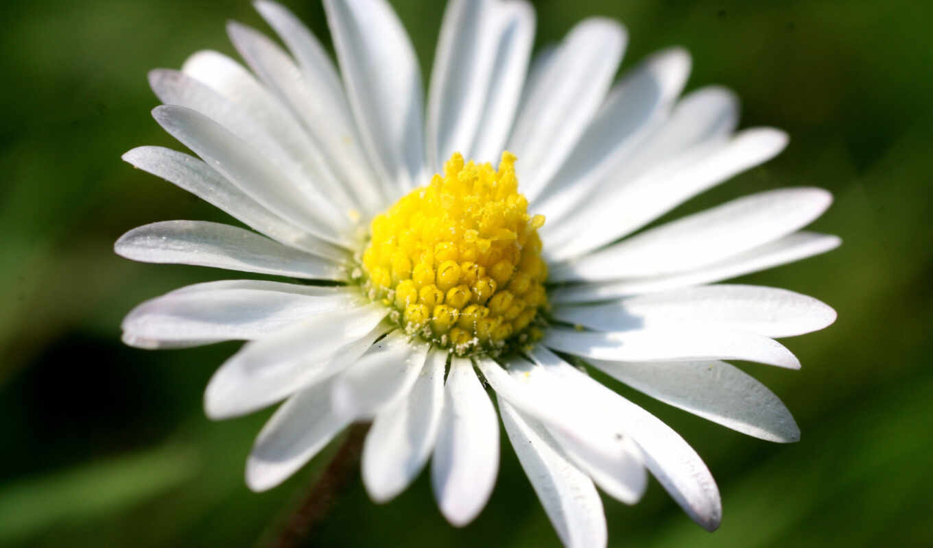 picture, white, macro, green, petals, flower, yellow, chamomile