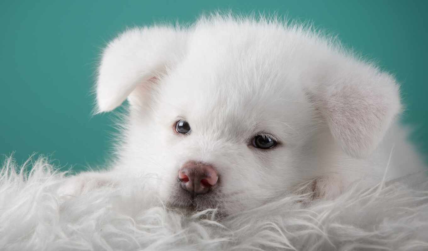 white, portrait, puppy, dogs, doggie, akita