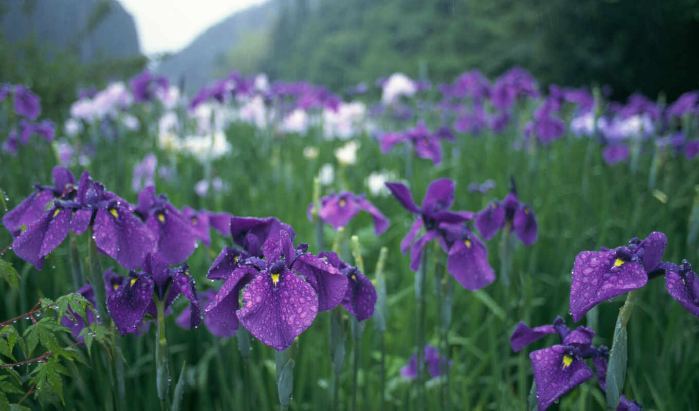 cvety, purple, iris