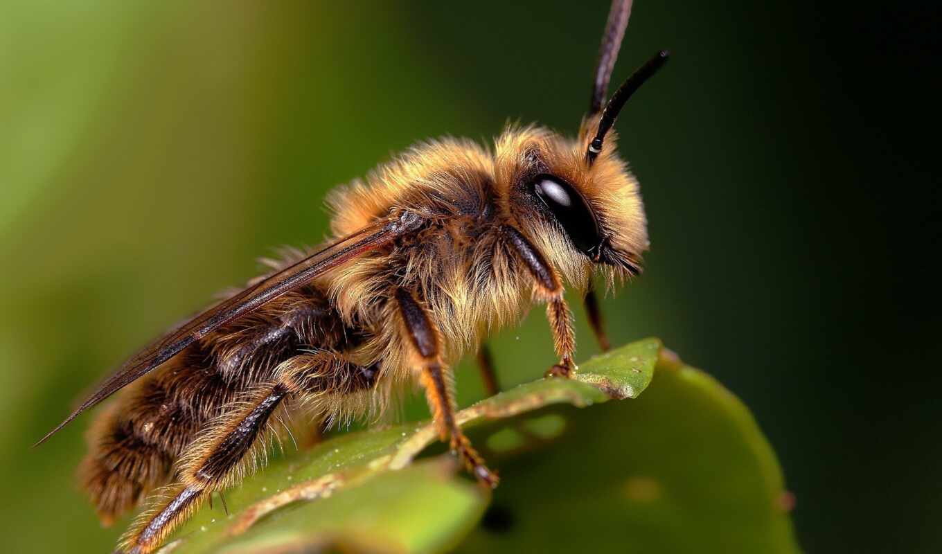 пчелка, сидит, они, зеленом, листе, разных, укусила, пчелы