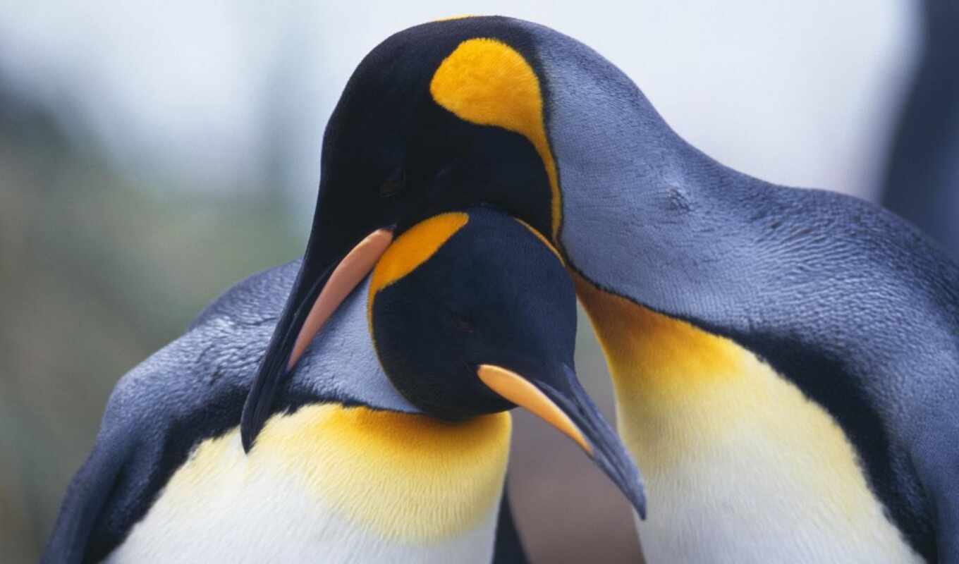 пингвины, пингвинов, pair