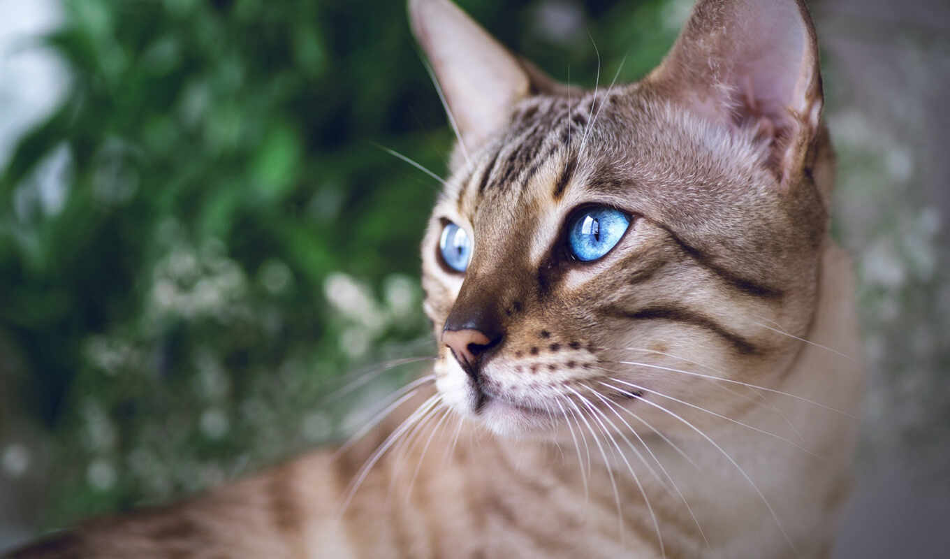 blue, взгляд, глаз, иней, кот, portrait, смотреть, морда, бенгальский