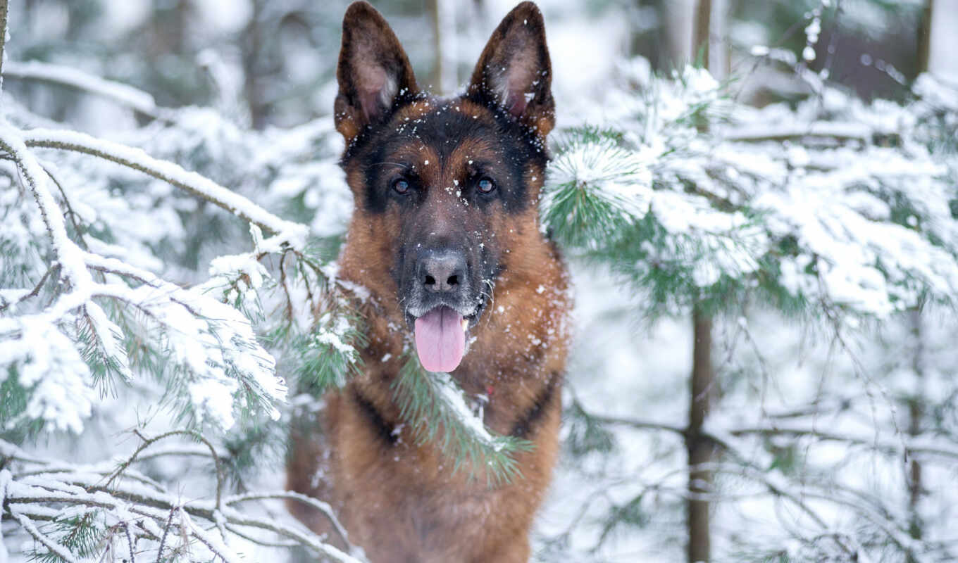 snow, dog, awesome, universal