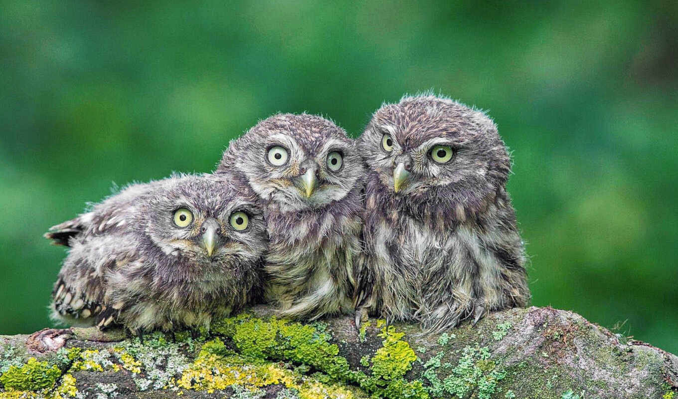 owl, three, because