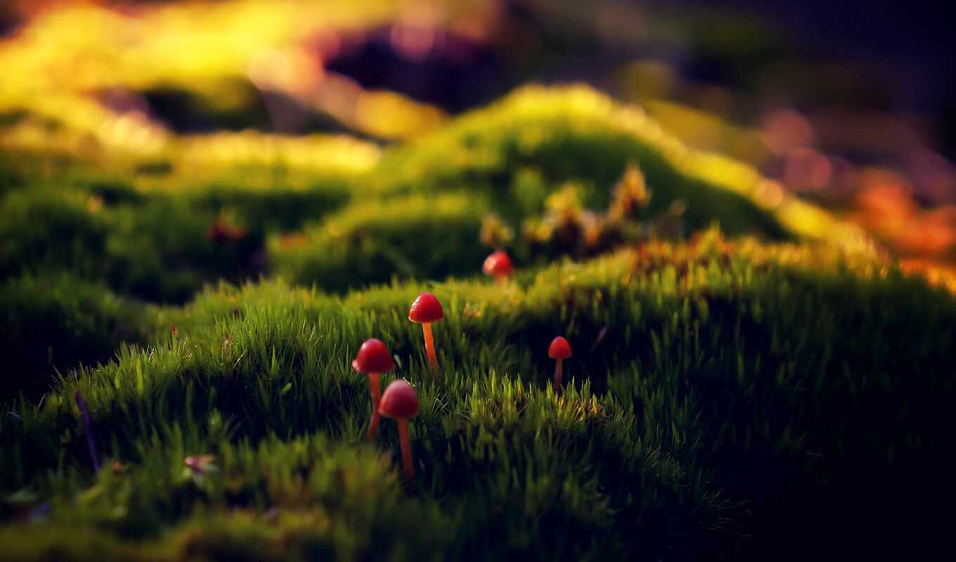 nature, grass, sunlight, moss