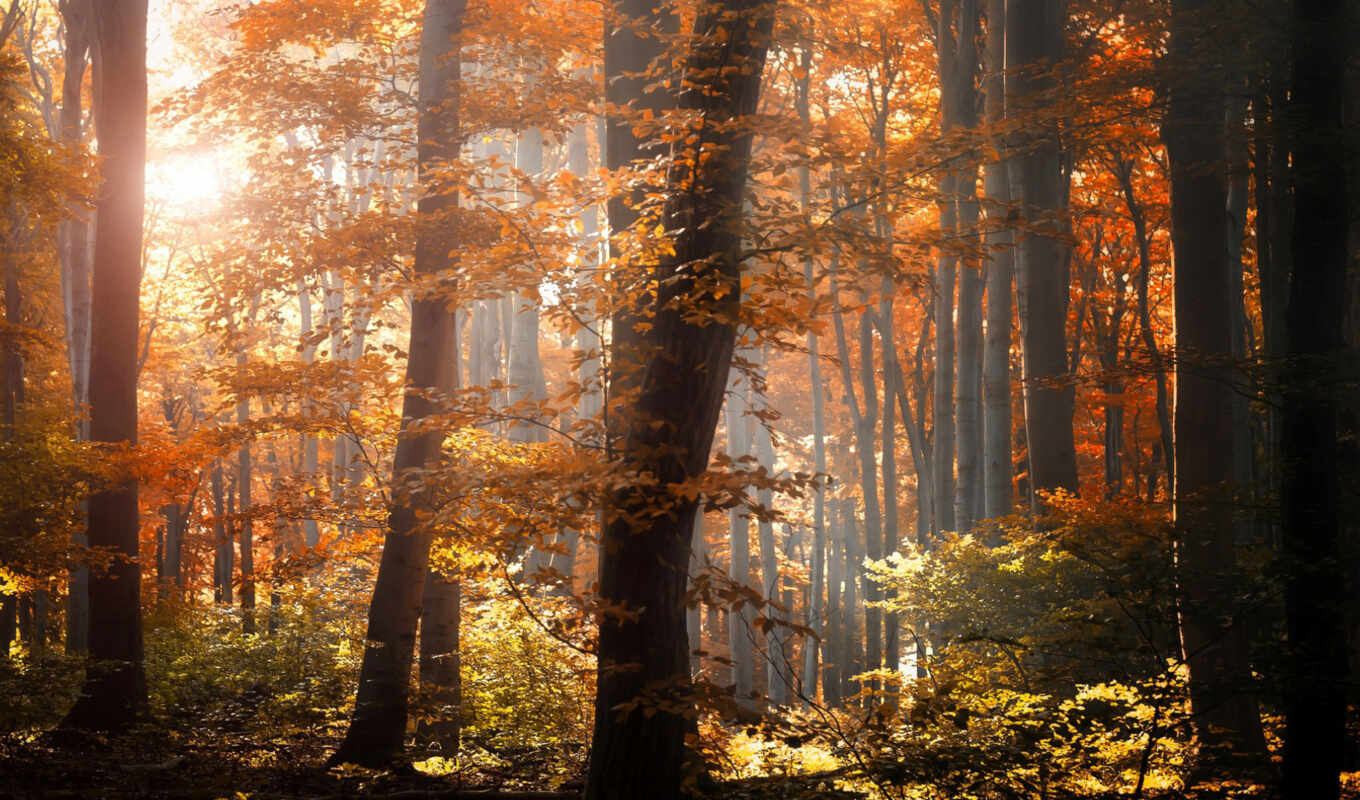 лес, осень, листва, деревя, листья