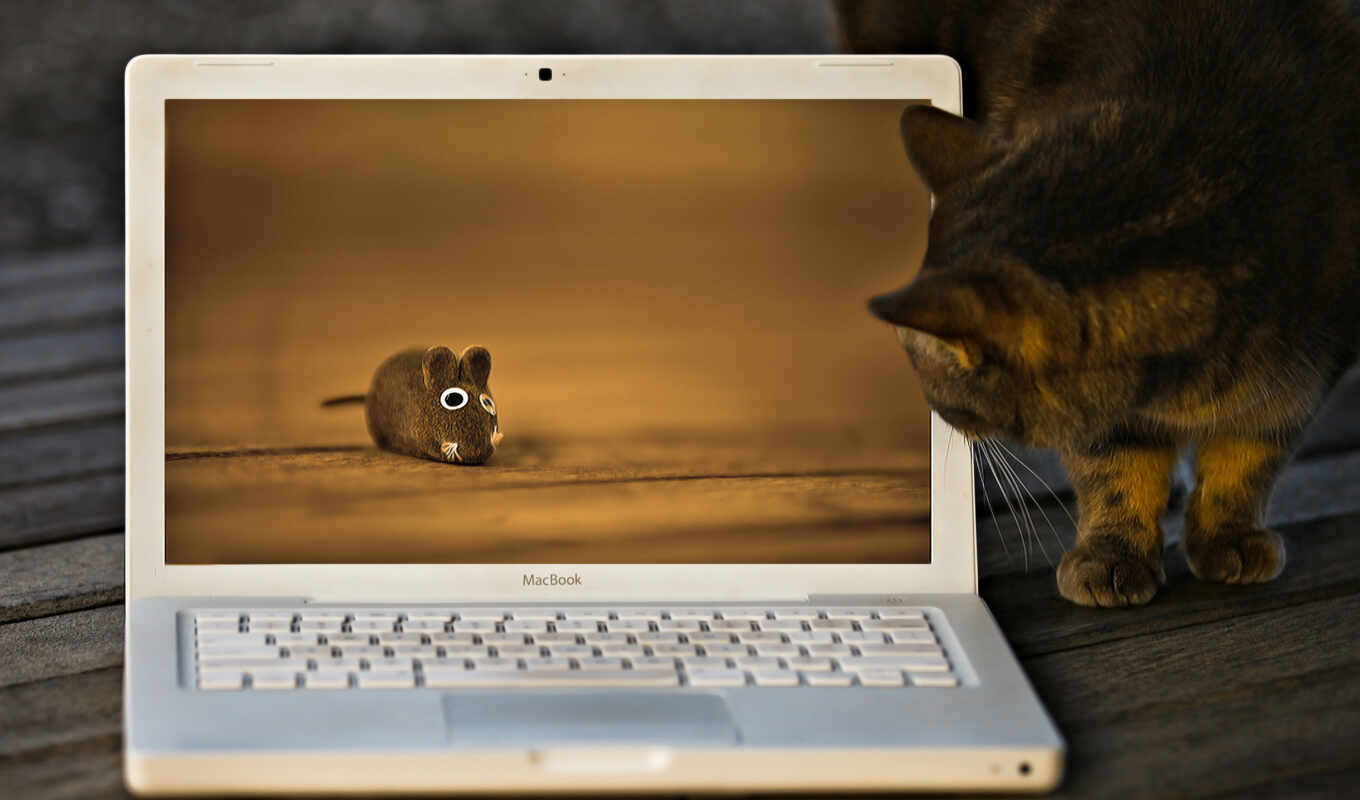 ноутбук, кот, working, lying, мониторе, котором, виднеется, заглядывает