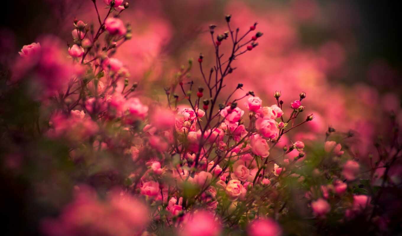 nature, flowers, rose, large format, roses, flowers, pink, roses, cvety