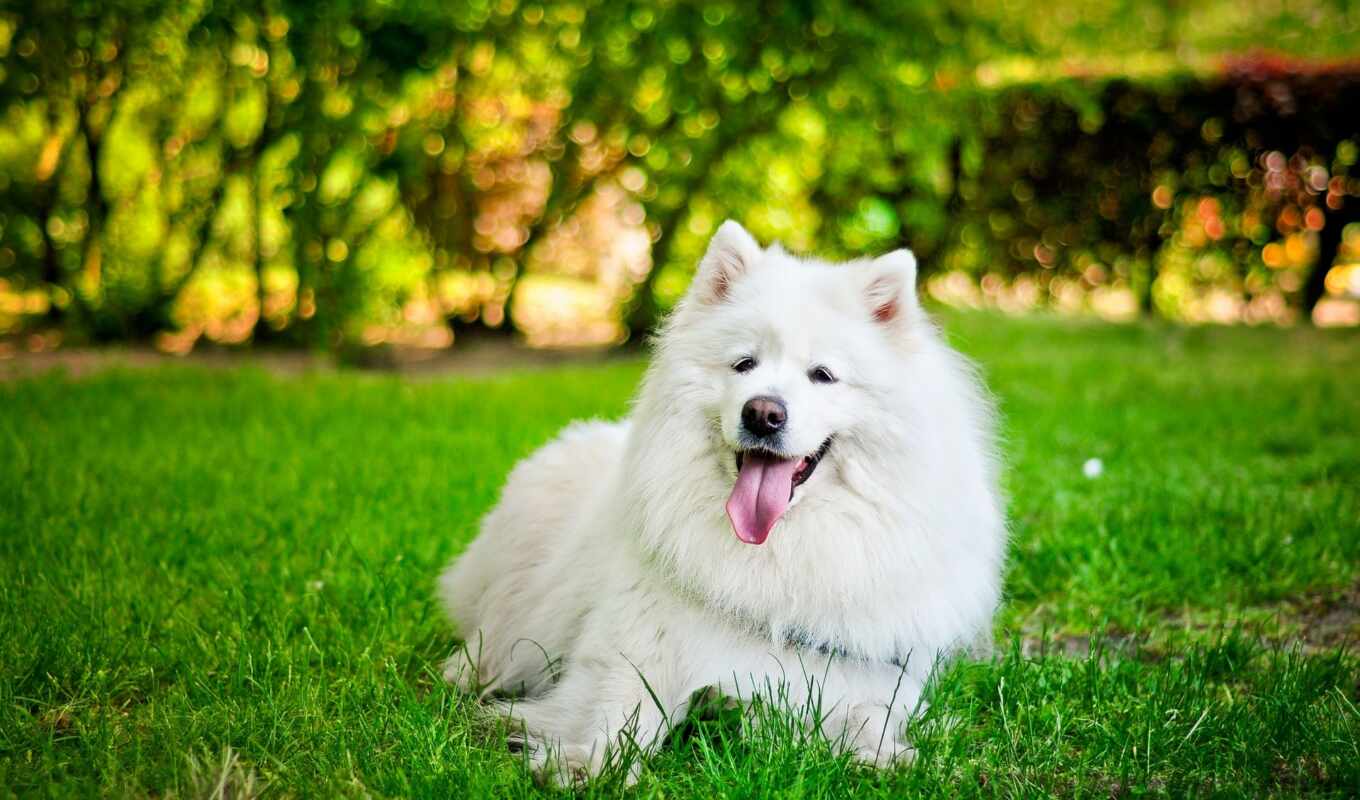 white, трава, собака