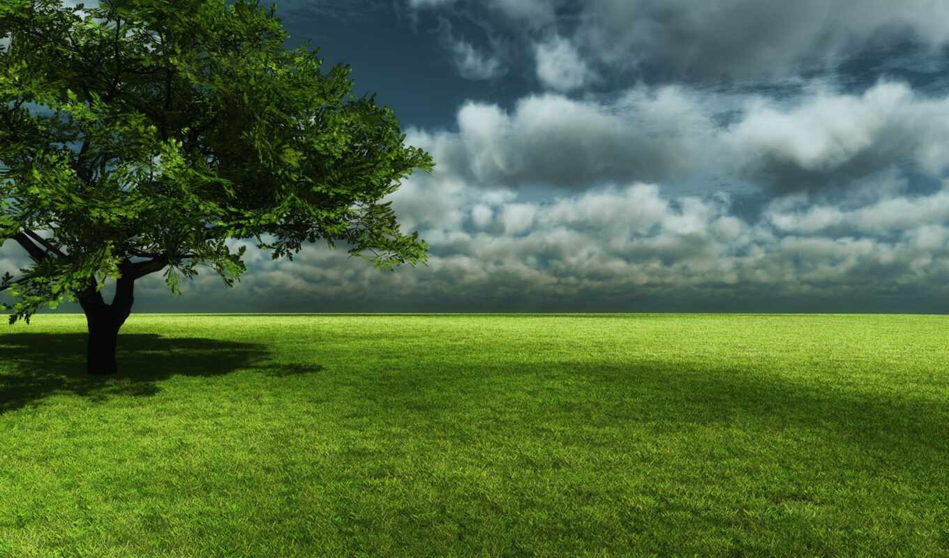 природа, небо, дерево, зелёный, поле, облако, луг, mushroom, own, fore