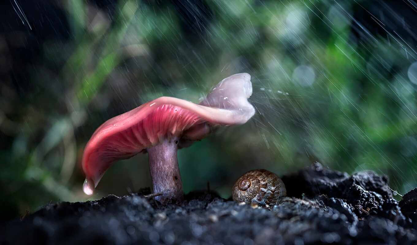 дождь, animal, зонтик, hide, mushroom