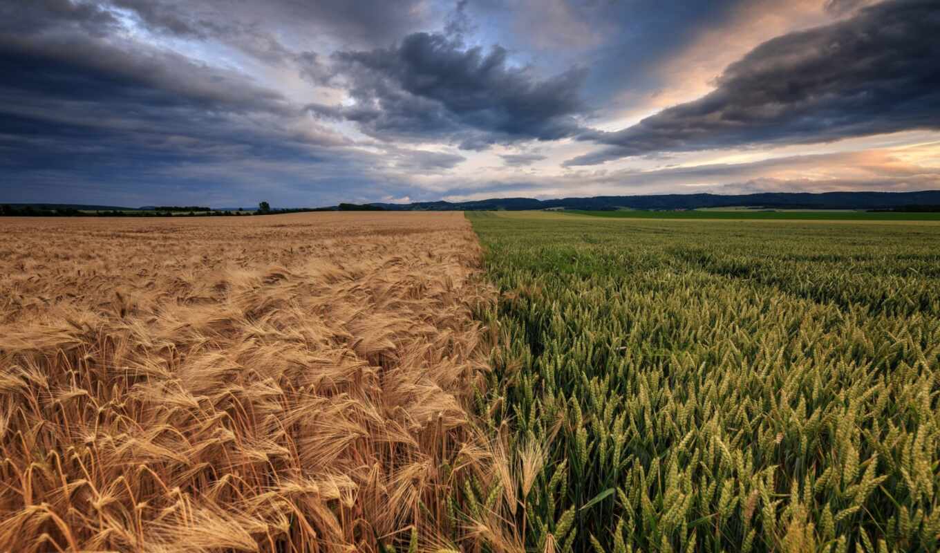 поле, seed, пшеница, oir, plevel