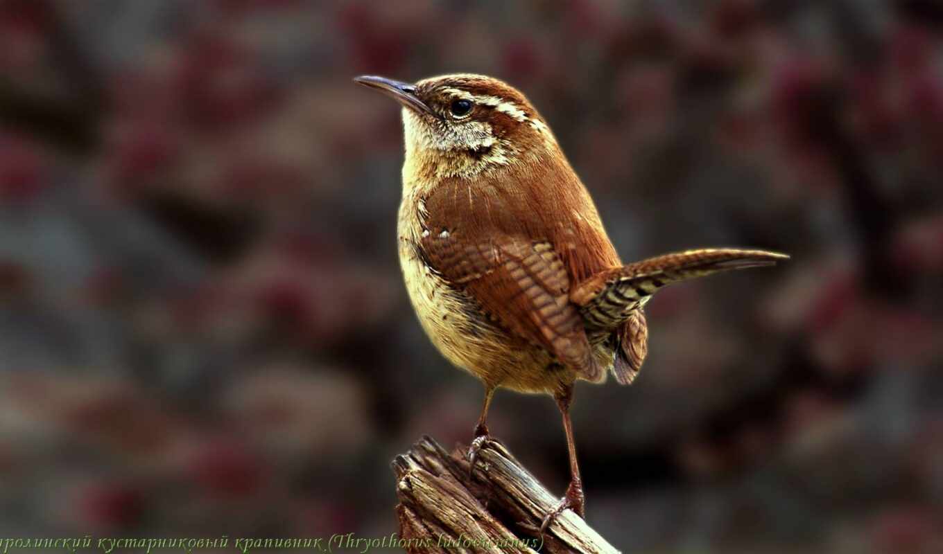 bird, funart, promalenkii