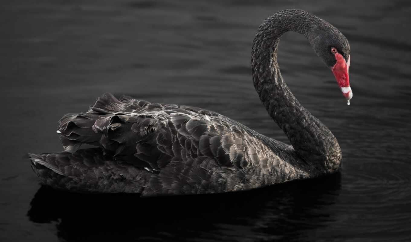 June's, zhivotnye, black, swan