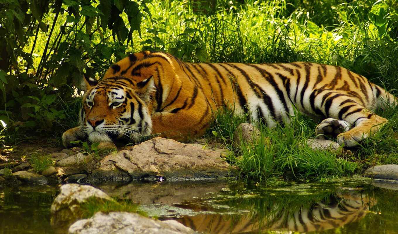 water, but, want, tiger, pond, calm, appeasement, calm