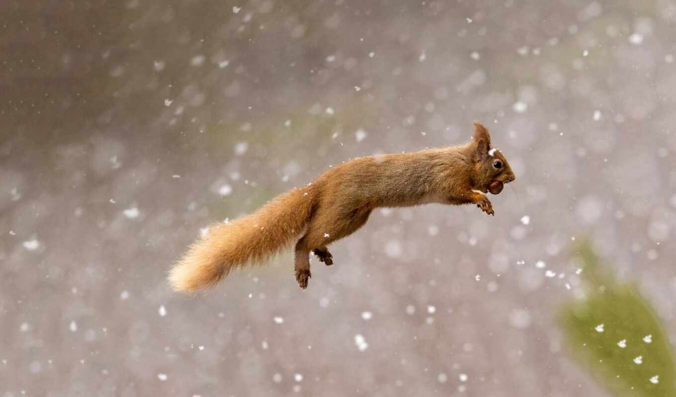 screensavers, squirrels, backgrounds, grandwallpapers, white