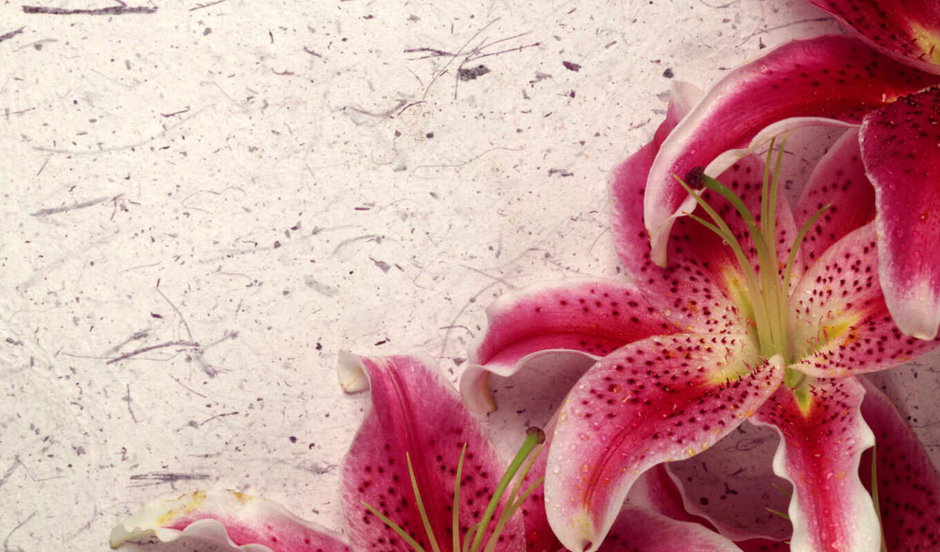pink, over, different, lilies