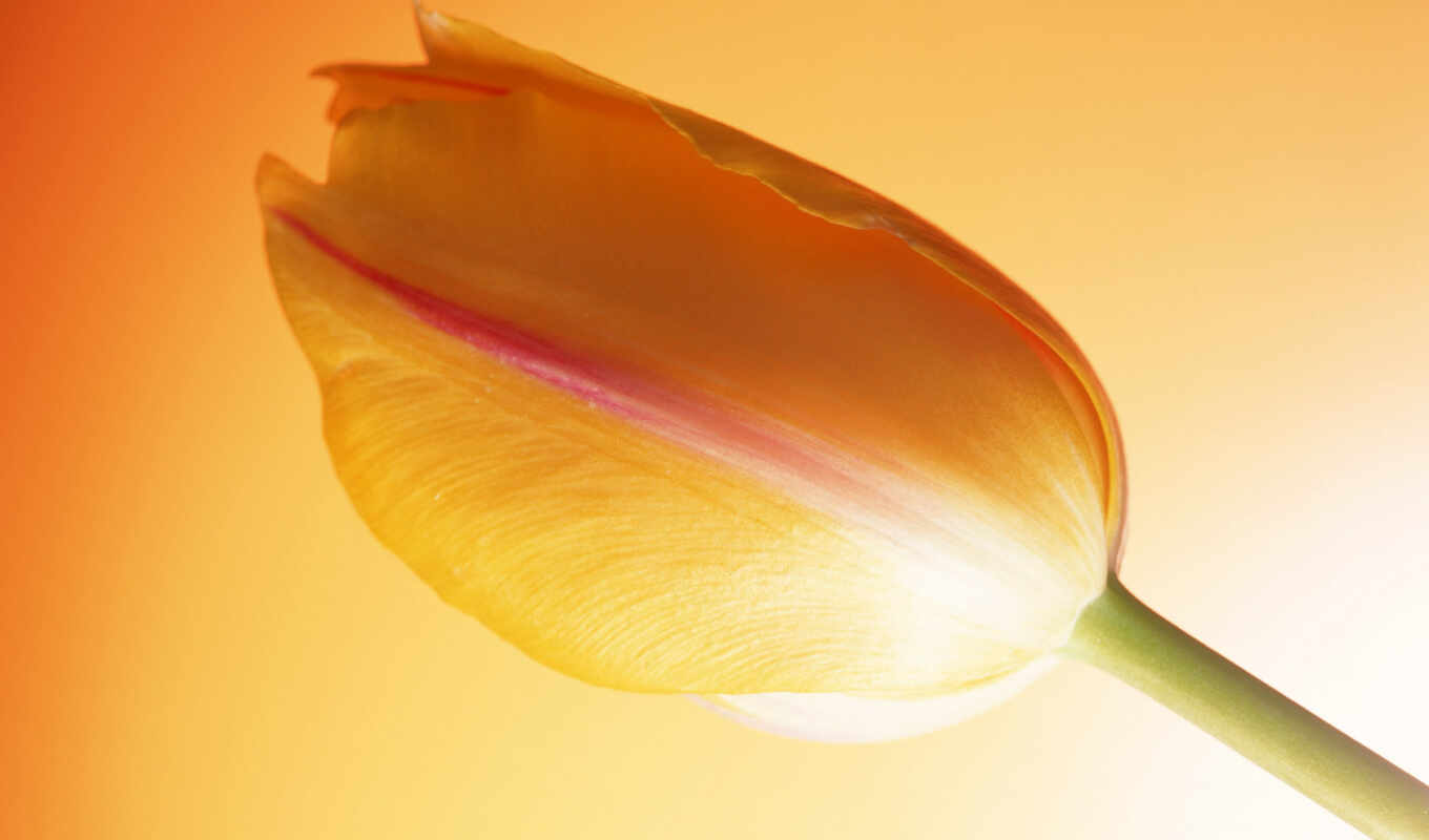 desktop, flowers, free, pictures, images, flowers, orange, tulip