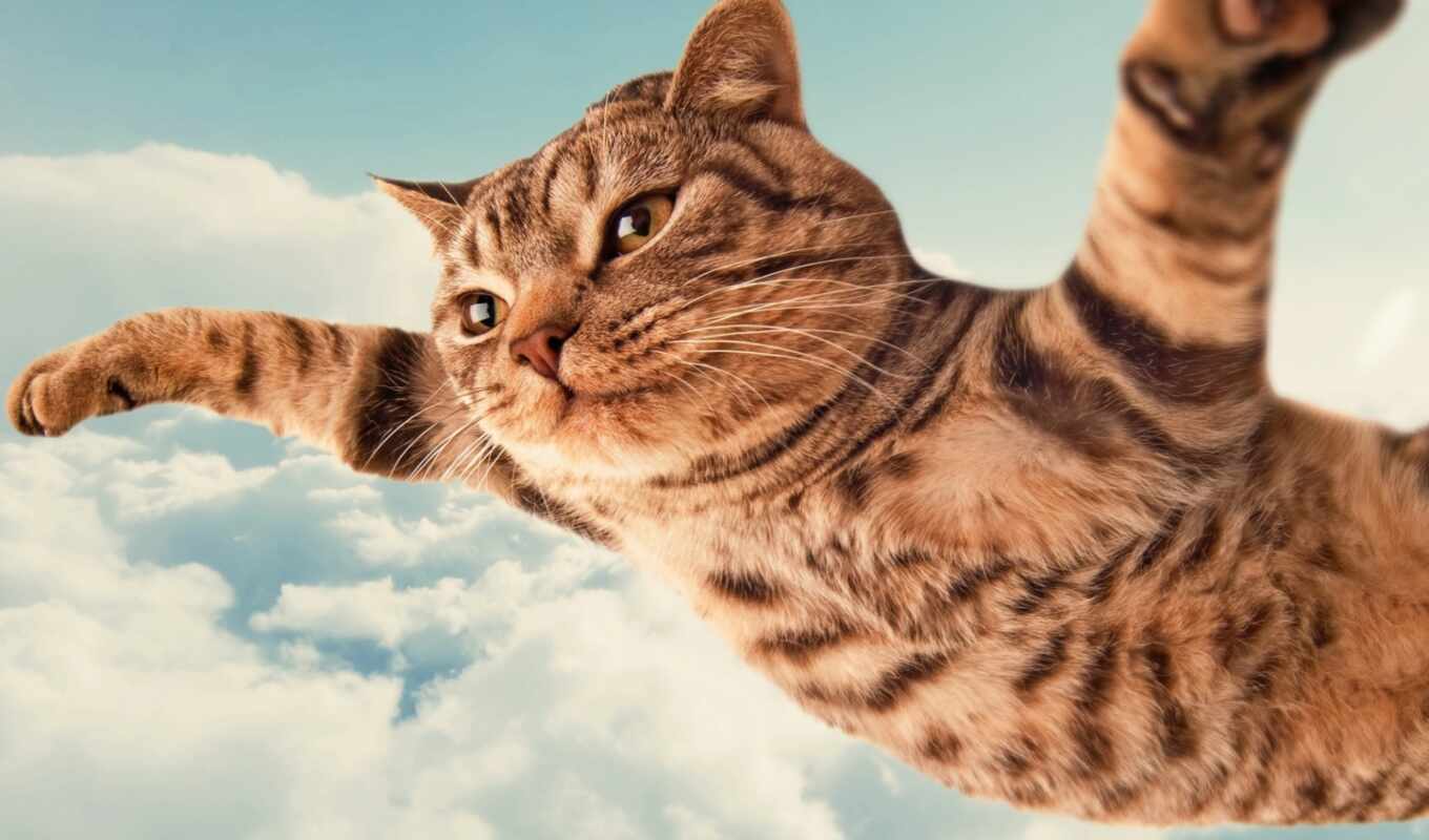 кот, интересные, кошки, flying, следы, смешные, кота, кошках, барсик, котах