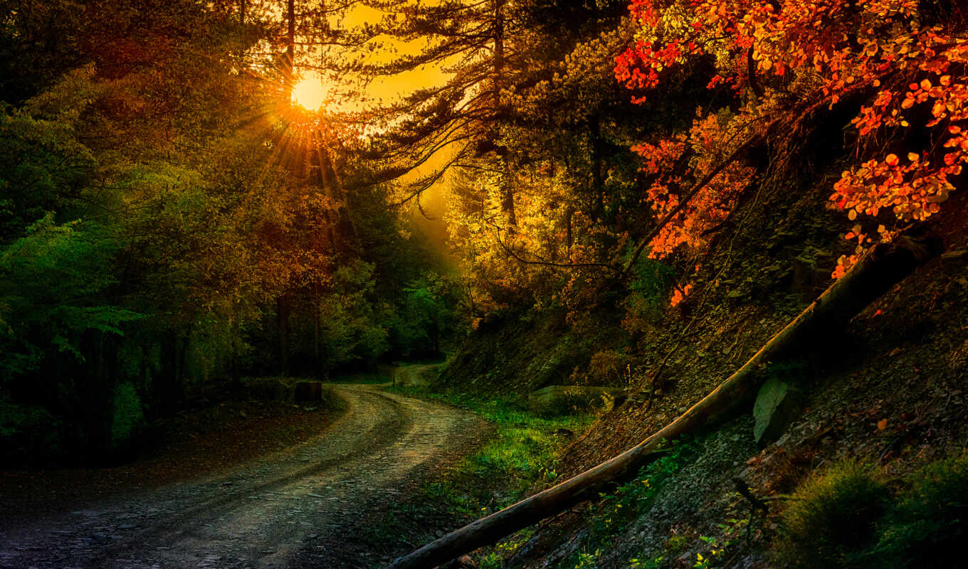 nature, road, beautiful, screensavers, high, trees, rays, ted, irens, solarsoul