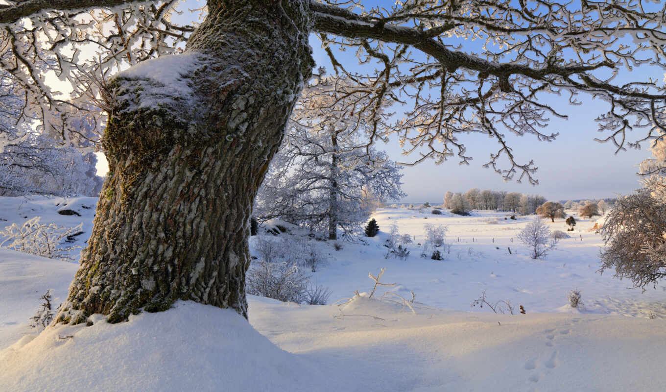 природа, дерево, снег, winter, trees, sweden, зимой