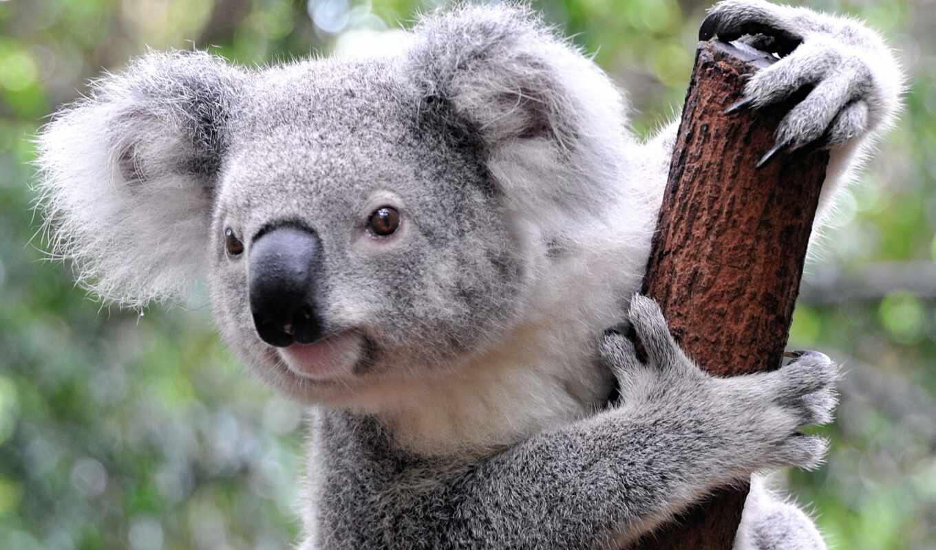 австралии, семейства, zhivotnye, оригинальные, живут, коала, коалы, мишка, сумчатый, эндемики, эвкалиптовых