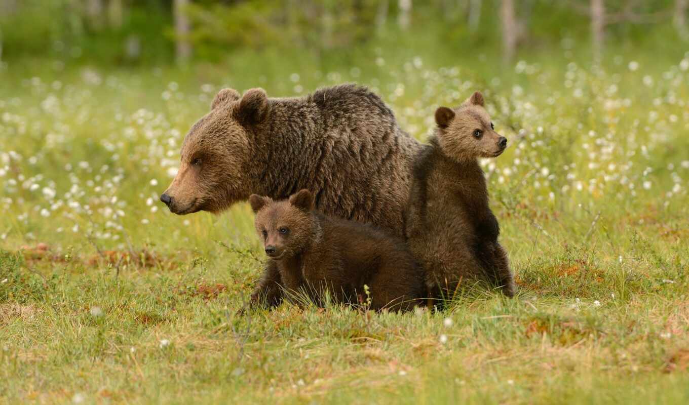 браун, медведь, pinterest, два, аляска, медведи, мама, детеныши, polar, grizzly