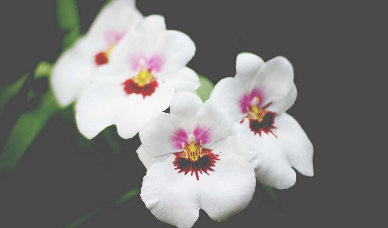 flowers, title, orchid, give, sand, phalaenopsis, phalaenopsis, sand