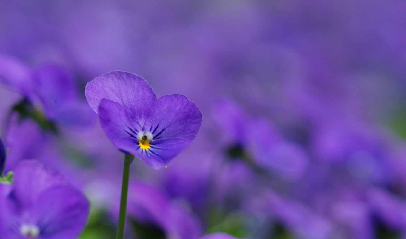 цветы, фиолетовый, funart