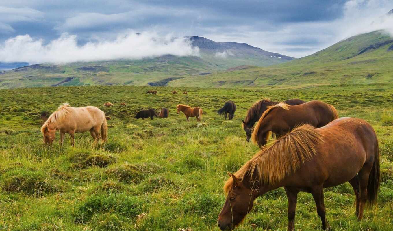 horse, mountain, pic, meadow