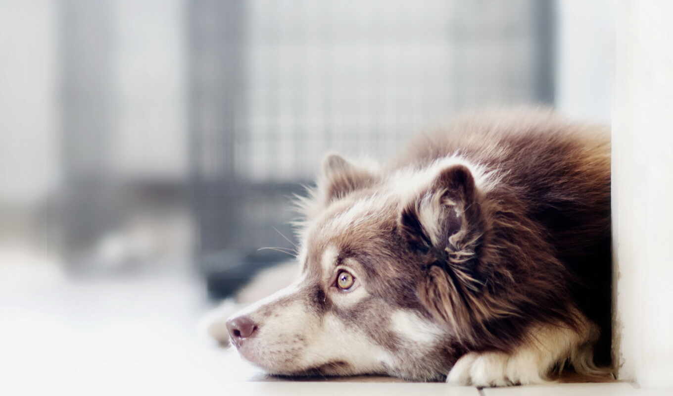 dog, see, one, border, click, collie