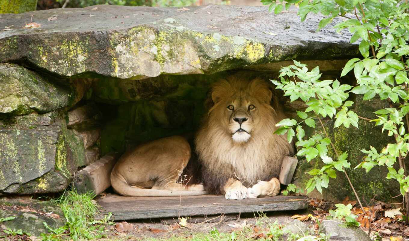 lion, большие, кошки, animals, lions, пещера, zhivotnye
