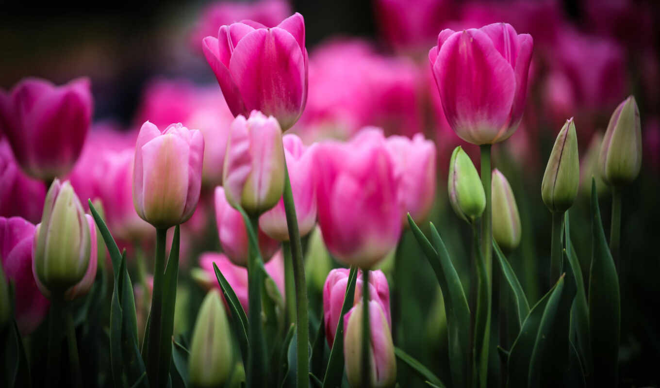 field, pink, tulips, cvety, buds