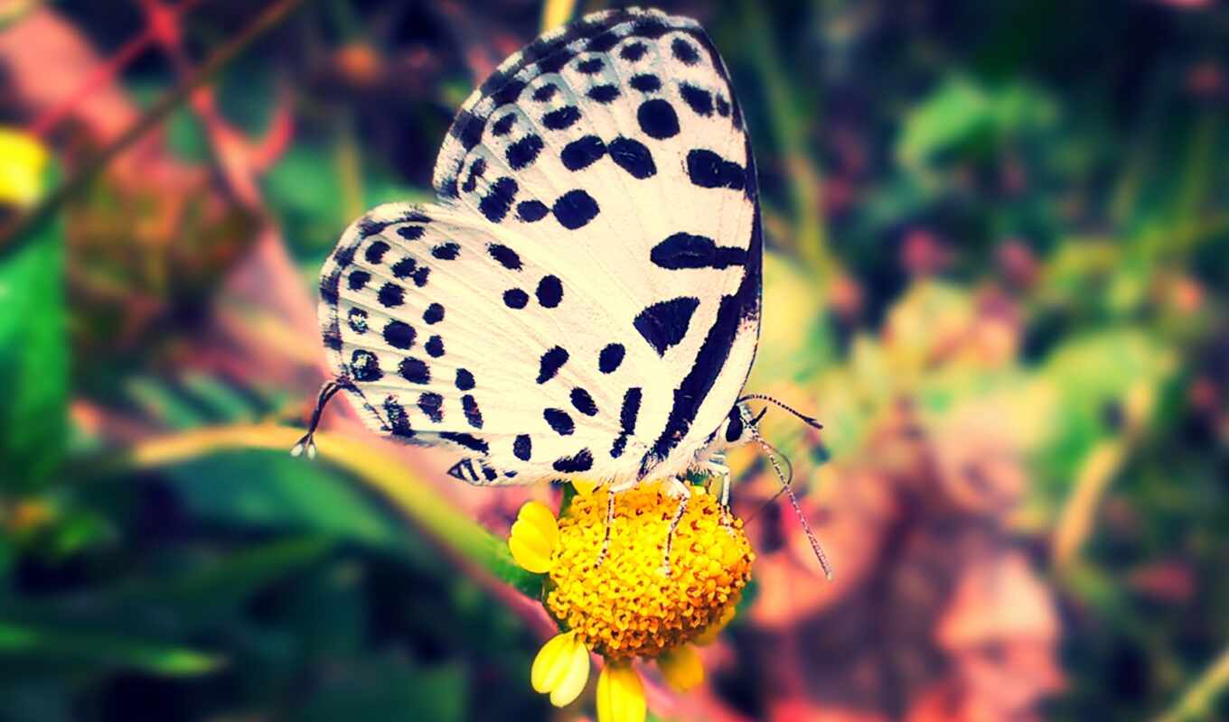 nature, black, white, butterfly, animal
