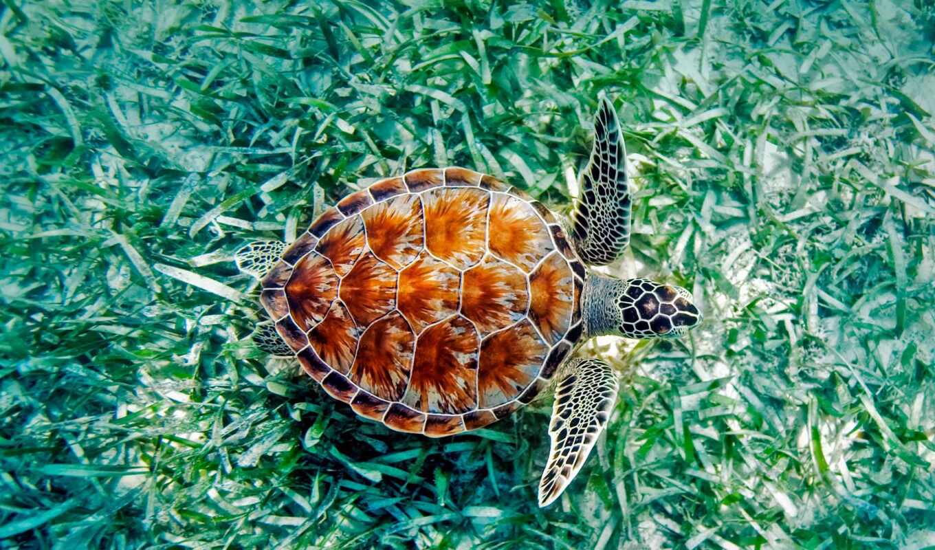 turtle, beautiful