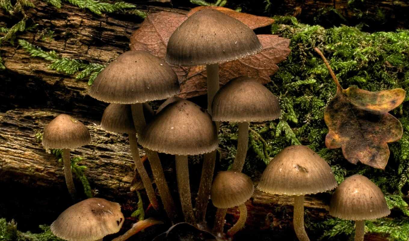 мох, ствол, mushroom