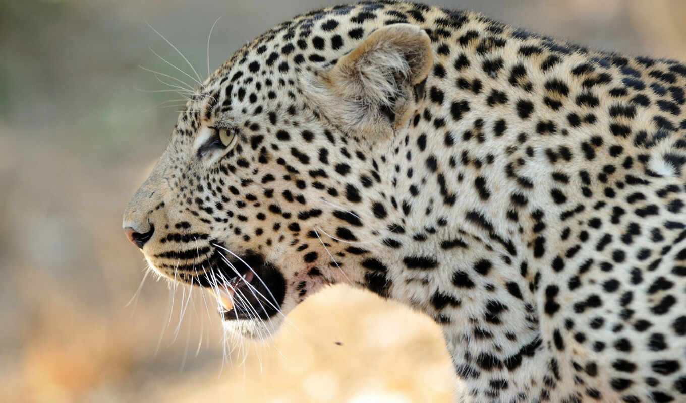 cat, leopard, muzzle, ass, jaguar, a mammal, felidae, ground animal, living nature, vertebral animal, big cats