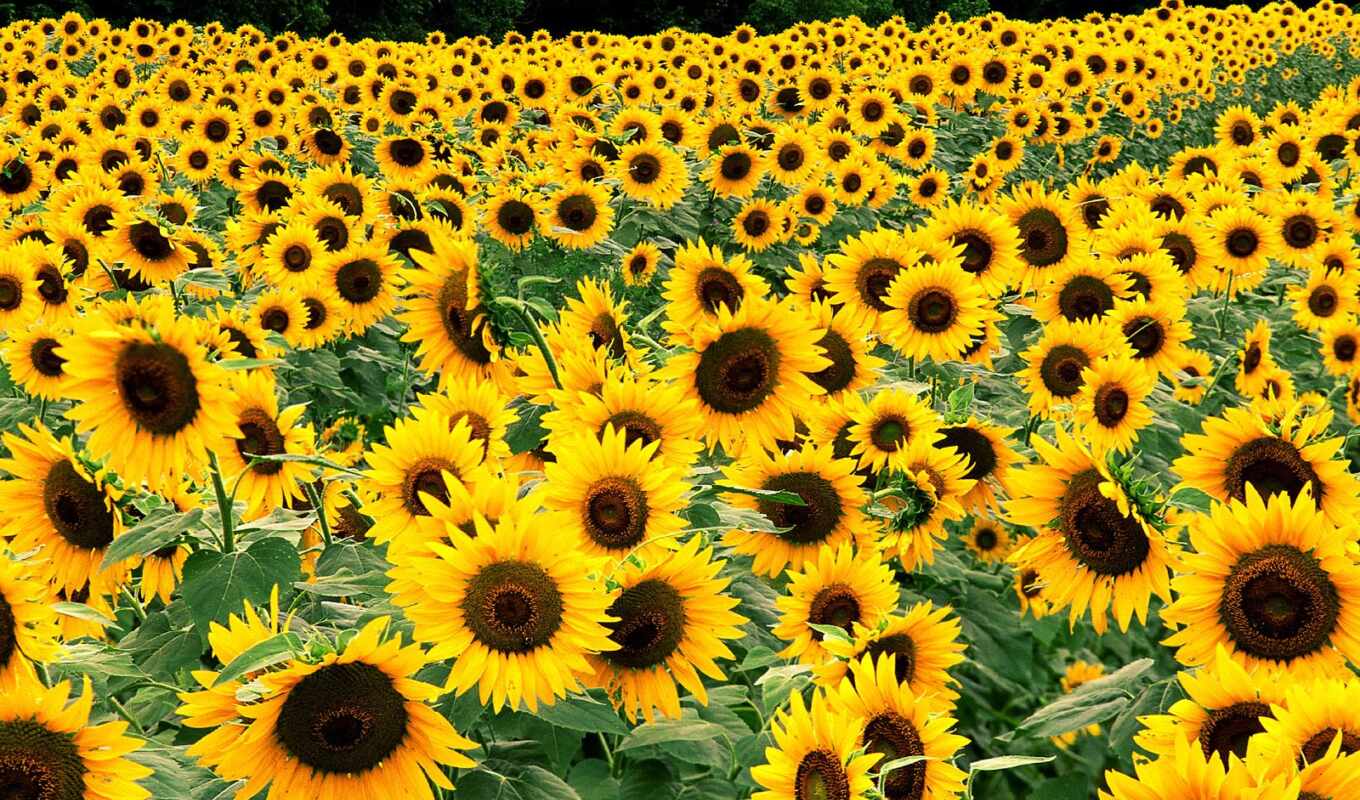 price, sell off, seeds, i'll buy, sunflower