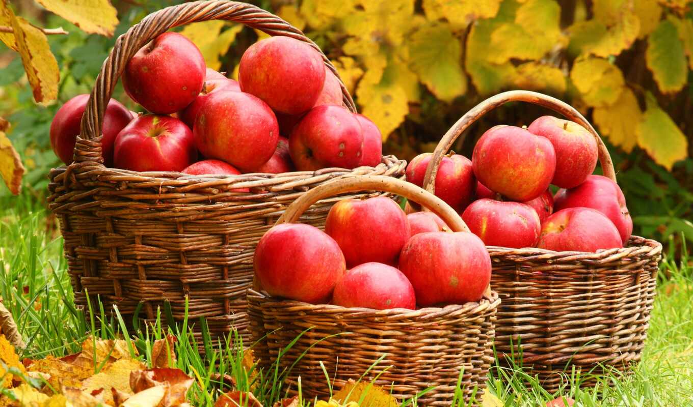 secret, give, урожая, яблок, урожай, хорошего, текущем, которые, секретов, намерены, яблонь